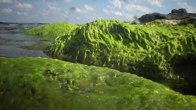 绿色藻类岩石浅深度海岸黑色的海保加利亚